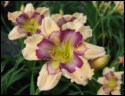 Lily Farm Angel Falls