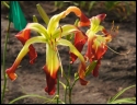 Lily Farm Arachnid Orbiter