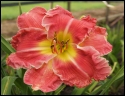Lily Farm Big Ruffled Dress