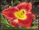 Lily Farm Heavy Hitter