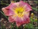 Lily Farm Jalapeno Plum Popper