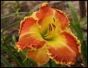 Lily Farm Rawhide