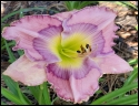 ETDS Lavender Lullaby