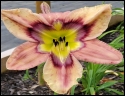 Lily Farm Dotsalot