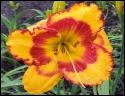Lily Farm Fire Flare