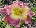 Lily Farm Gemstone