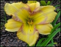 Lily Farm Opaque Illusion