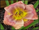Lily Farm Plum Pastry