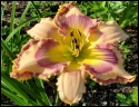 Lily Farm Splendor