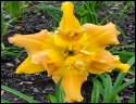Lily Farm Tuscany Double Trouble