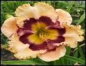 Lily Farm Big Bad Leroy Brown