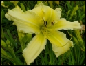 Lily Farm Blushing Bride