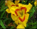 Lily Farm Book of Revelation