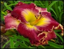 Lily Farm Faith Hope and Love