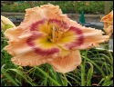Lily Farm Peach Waffle
