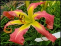 Lily Farm Pinky Tuscadero