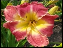 Lily Farm Rose Heart