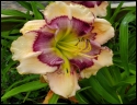 Lily Farm Spectral Bliss