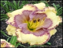 Lily Farm Spin Art