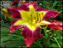 Lily Farm Take My Breath Away
