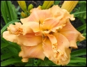 Lily Farm Tangerine Souffle