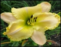 Sherry Scheurich
