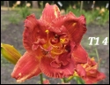 Lily Farm Paprika Ecstacy